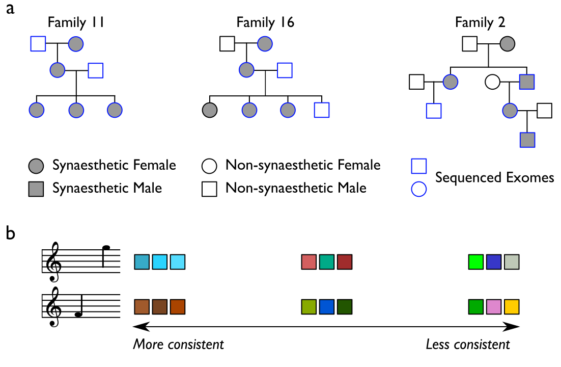 Family-based studies of synaesthesia genetics. a) Pedigrees of the three families, circles indicate females, squares refer to males, and grey shading indicates a person with synaesthesia. Blue outlines show which members had WES. b) An illustration of consistency scores over three trials for three hypothetical individuals presented with two auditory stimuli. Synaesthetes show high consistency across trials (left boxes), while non-synaesthetes are much less consistent in their colour choices (right boxes).